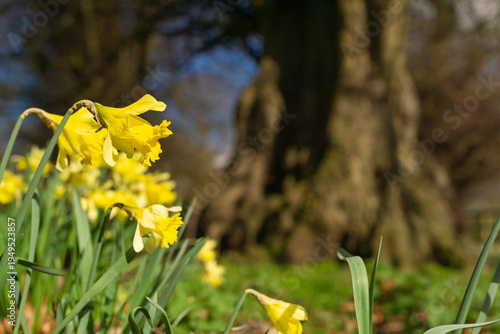 daffodils in spring in a woodland 