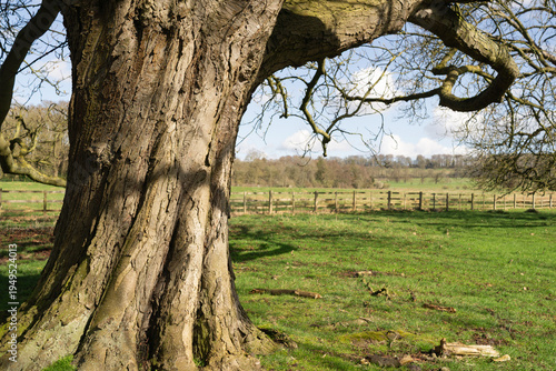 tree in a grassy field 