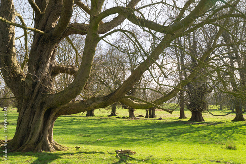 tree in a grassy field 