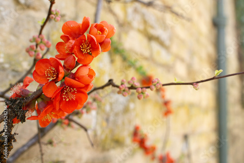 red flowers with a stone wall background 