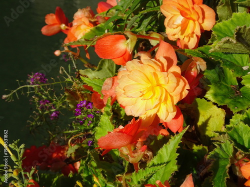 Obraz na płótnie Orange begonias in the morning