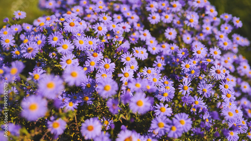 Tableau sur toile Purple alpine aster flowers blooming in garden during summer day