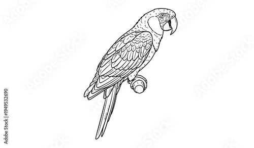 Tropical parrot bird hand drawn outline doodle realistic feather illustration vector