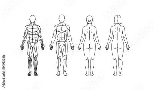 Human anatomy male and female body outline silhouettes front and back view vector set