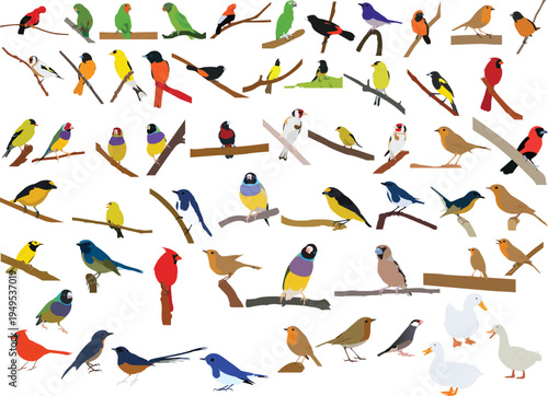 Colorful bird illustration set with parrots. vector illustration collection of colorful birds on branches