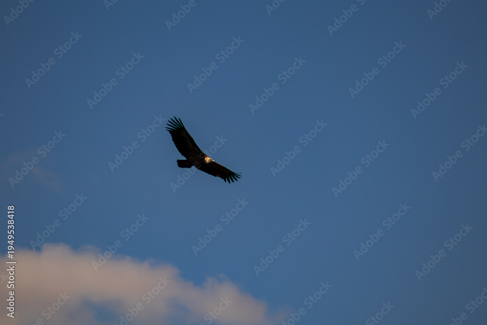 Fototapeta premium buitre