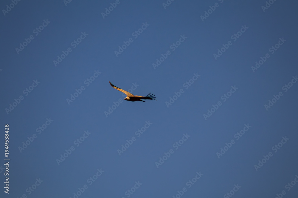 Obraz premium buitre