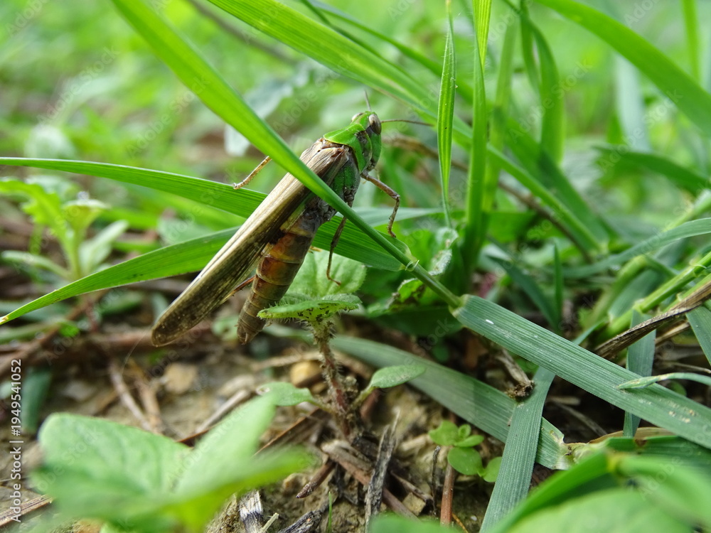 Obraz premium Green grasshopper hiding among blades of grass in a meadow.