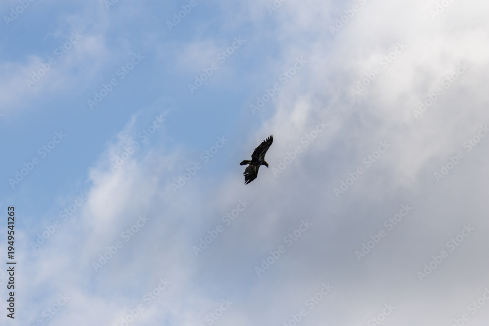 Obraz premium Juvenile bald eagle in flight against a cloudy winter sky at Iona Beach Regional Park Vancouver Canada