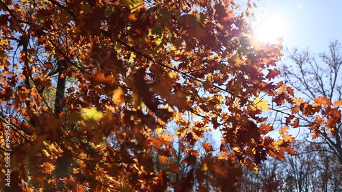 Sunlit autumn oak leaves
