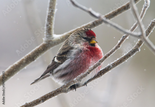 Common redpoll on a branch