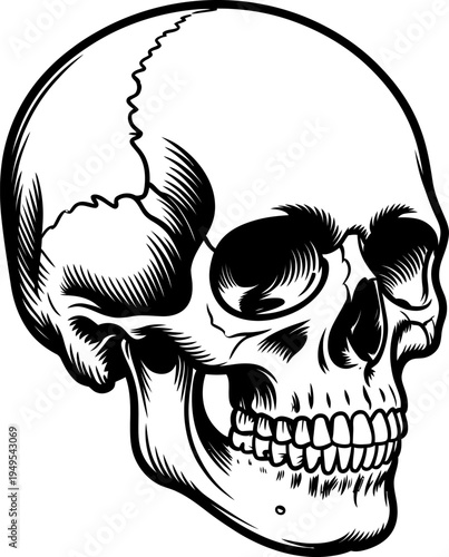 Human skull illustration in black and white ink drawing style