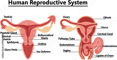 Human Reproductive System Anatomy Vector Illustration Featuring Male and Female Biological Structures With Detailed Labels for Medical Education Science