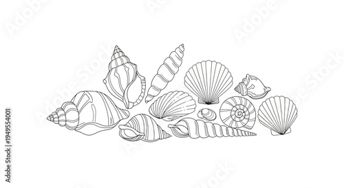 Outline Drawing of Assorted Seashells and Small Tropical Leaves on Isolated White Background