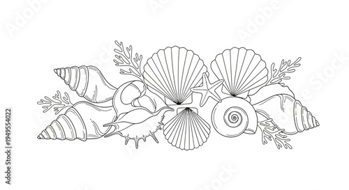 Detailed outline drawing of seashells, starfish, and coral, isolated white background.