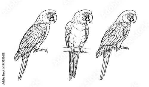 Hand drawn tropical parrot birds outline doodle realistic exotic bird vector set