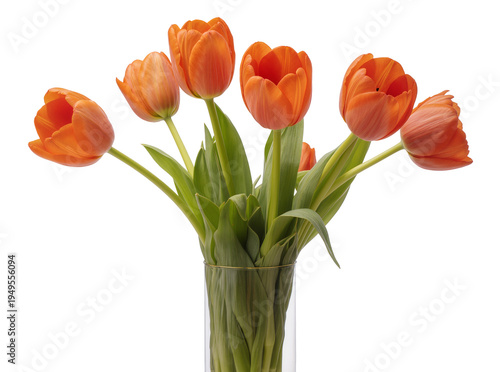 Obraz na plátně Vibrant orange tulips bouquet in a clear glass vase, beautifully arranged and is