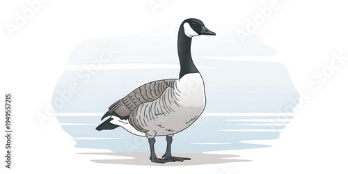 Canada Goose Standing on Shore Side.