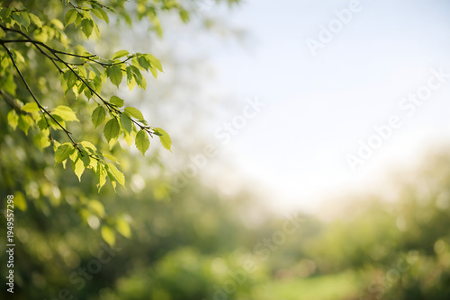 Fresh spring leaves with sunlight and soft natural bokeh background