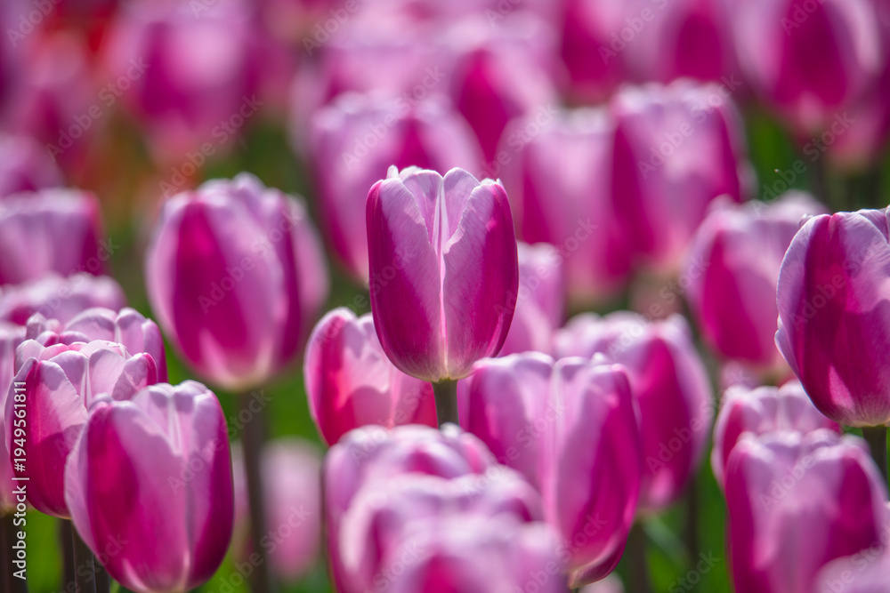 Obraz premium Tulips are in full bloom everywhere in spring.