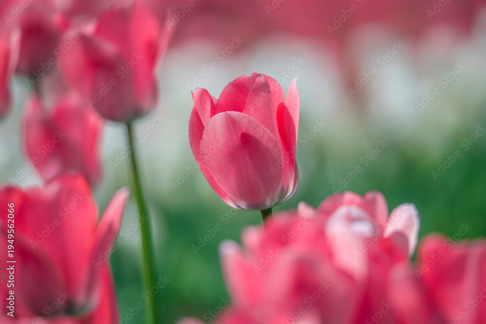 Obraz premium Tulips are in full bloom everywhere in spring.