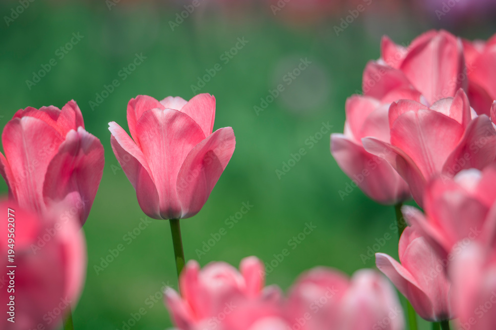 Fototapeta premium Tulips are in full bloom everywhere in spring.