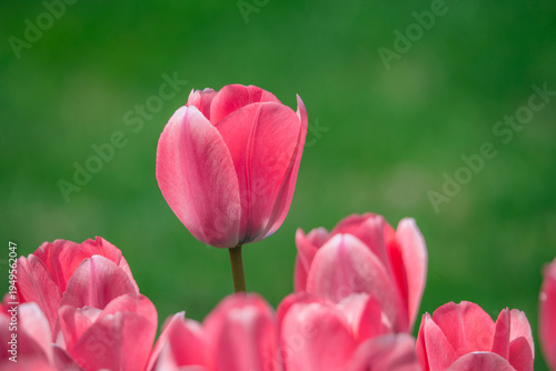 Tulips are in full bloom everywhere in spring.