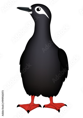 海鳥　「ケイマフリ」　イラスト　ベクター形式