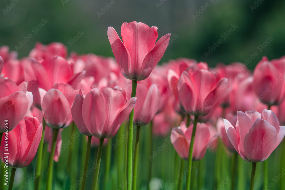 Fototapeta premium Tulips are in full bloom everywhere in spring.