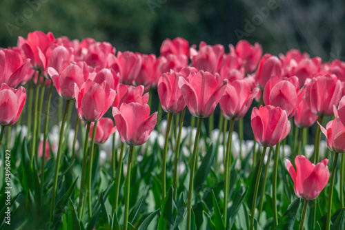 Tulips are in full bloom everywhere in spring.