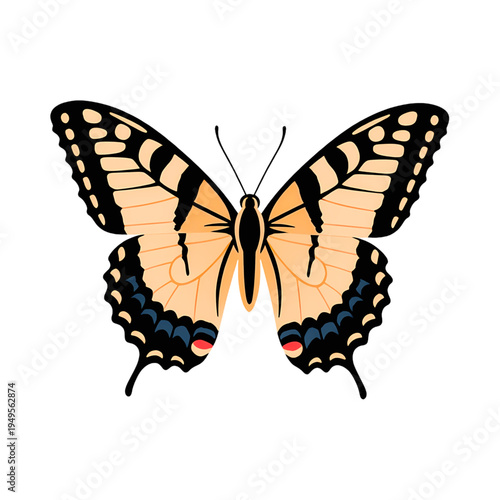 butterfly isolated on white background