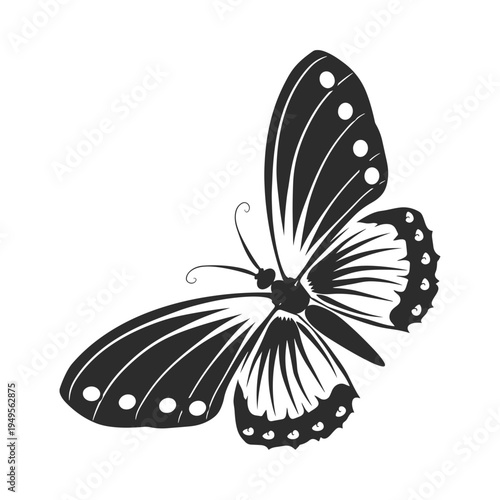 butterfly on white background