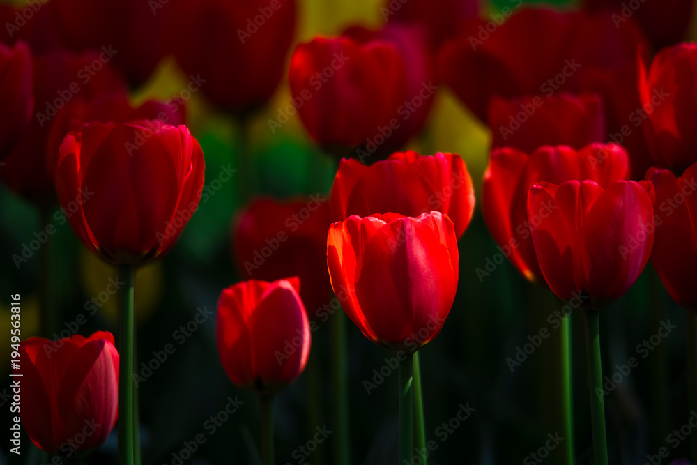 Obraz premium Tulips are in full bloom everywhere in spring.