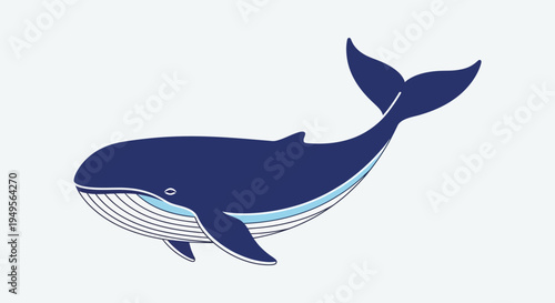 An illustration of a whale swimming in water with a white background shows the animal.