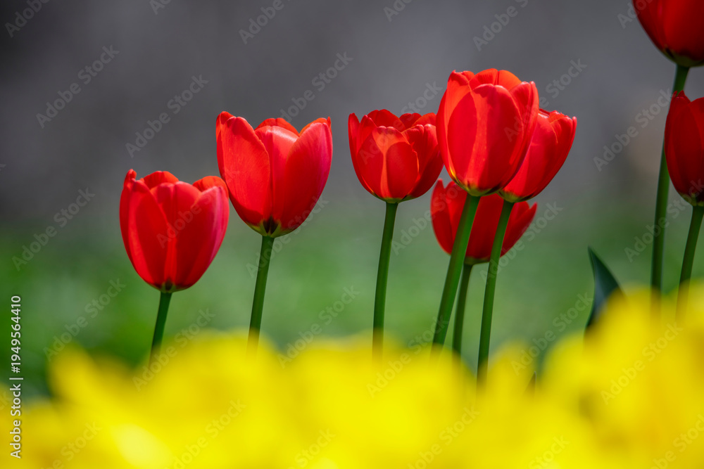 Fototapeta premium Tulips are in full bloom everywhere in spring.