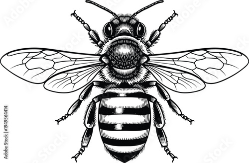 Detailed honey bee illustration with wings spread, vintage engraving style insect drawing, pollinator wildlife symbol isolated, natural biology entomology design for educational and ecological themes