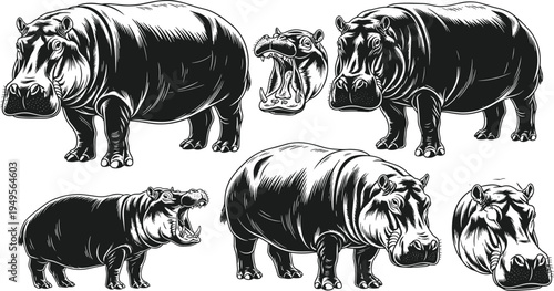 Hippopotamus illustration collection in vintage engraving style, detailed hippo wildlife animal drawings with open mouth and standing poses for nature, safari and zoology design