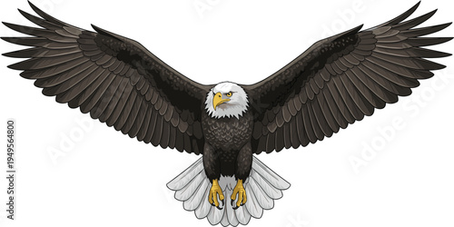 Majestic bald eagle flying with wings spread wide vector illustration isolated on white background for patriotic American symbols, wildlife nature branding, and mascot design.