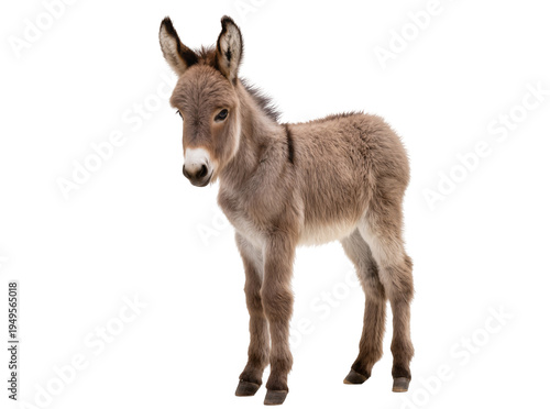 Fotografie Adorable fluffy baby donkey, a young domestic animal with soft brown fur standin