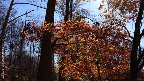 Sunlit autumn leaves in forest under blue sky