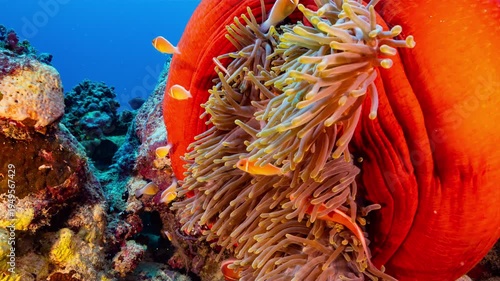 Wallpaper Mural Close up underwater shot of a bright red anemone with yellow tentacles and a family of clownfish on a reef in Palau Torontodigital.ca