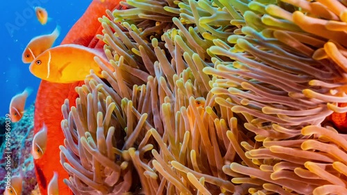 Wallpaper Mural Close up underwater shot of a bright red anemone with yellow tentacles and a family of clownfish on a reef in Palau Torontodigital.ca