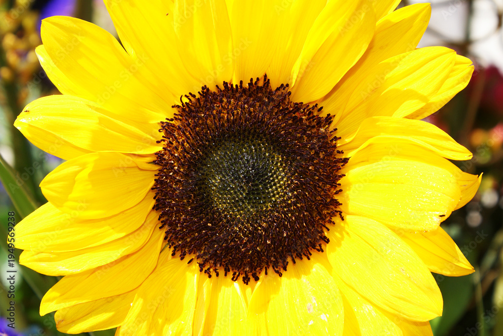 Fototapeta premium Flower arrangements, ikebana art, floral decor, floristry.