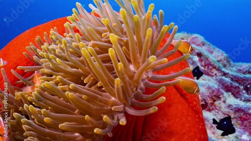 Wallpaper Mural Close up underwater shot of a bright red anemone with yellow tentacles and a family of clownfish on a reef in Palau Torontodigital.ca