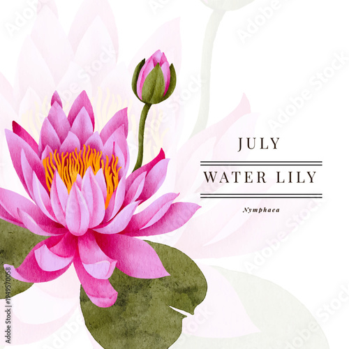 July Water Lily Watercolor Illustration – Hand Painted Pink Nymphaea Botanical Birth Flower