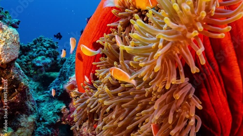 Wallpaper Mural Close up underwater shot of a bright red anemone with yellow tentacles and a family of clownfish on a reef in Palau	 Torontodigital.ca