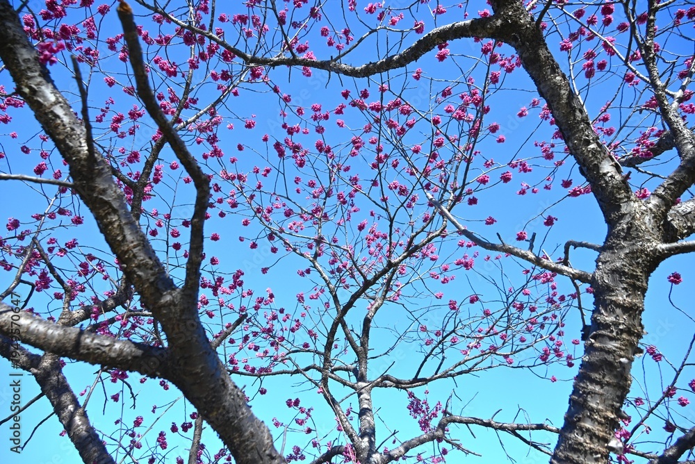 Obraz premium Taiwan cherry (Cerasus campanulata) flowers. Rosaceae deciduous tree. In spring, bell-shaped, deep purplish-red flowers bloom half-open and facing downwards.