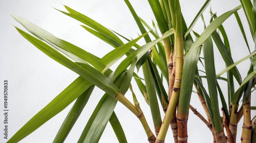 Obraz premium Close up of sugarcane on plain white background