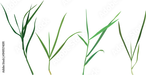 Set of green grass sprouts and cereal plant seedlings vector
