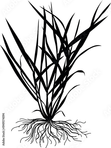 Black silhouette of Perennial ryegrass (Lolium perenne) plant with root system isolated on white background